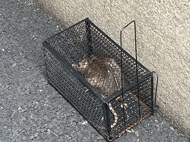 黄埔上门灭鼠害——厂区车间、配电房怎么灭鼠？