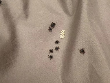 从化四害消杀公司臭虫的危害防治措施