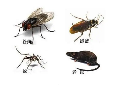 花都除四害机构蟑螂、老鼠、蚊蝇的高频出没点